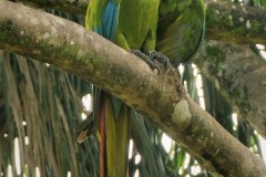 Great Green Macaw - Manzanillo, Costa Rica