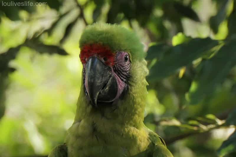 Great Green Macaw - Manzanillo, Costa Rica