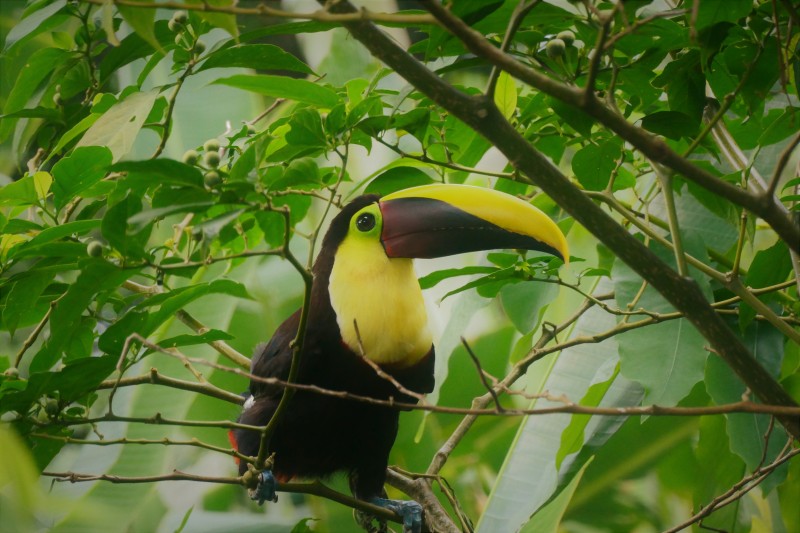 Chestnut Mandibled Toucan