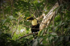 Chestnut Mandibled Toucan - Talamanca, Costa Rica