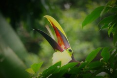 Chestnut Mandibled Toucan eating a berry