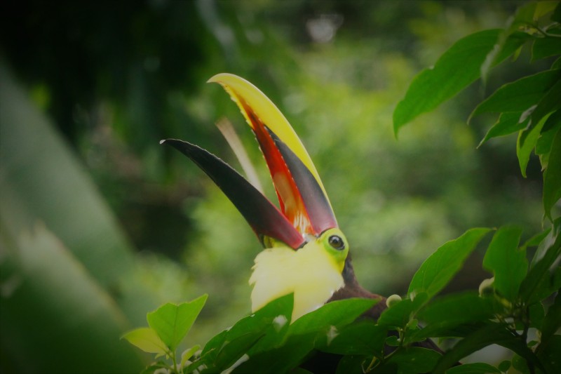 Chestnut Mandibled Toucan eating a berry