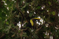 Chestnut Mandibled Toucan