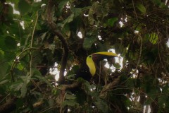 Chestnut Mandibled Toucan