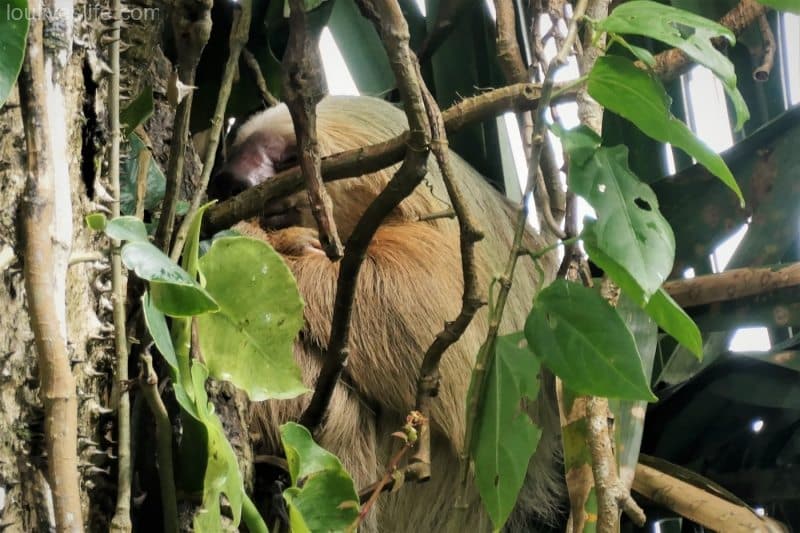 Hoffmans Two Toed Sloth - Manzanillo, Costa Rica