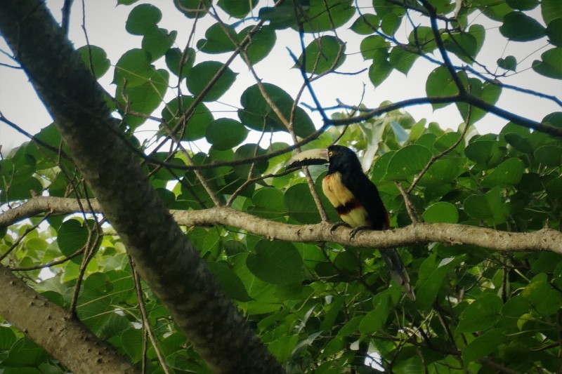 Collared Aracari - Talamanca, Costa Rica