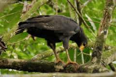 Common Black Hawk - Talamanca, Costa Rica