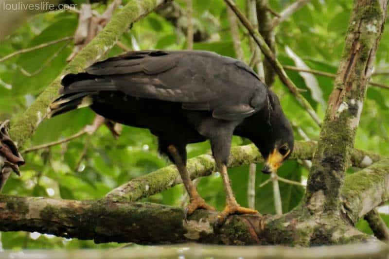 Common Black Hawk - Talamanca, Costa Rica