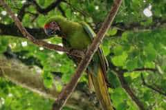 Great Green Macaw - Manzanillo, Costa Rica