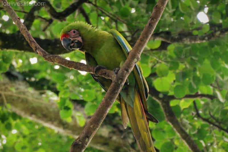 Great Green Macaw - Manzanillo, Costa Rica