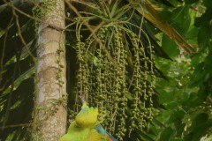 Great Green Macaw snacking