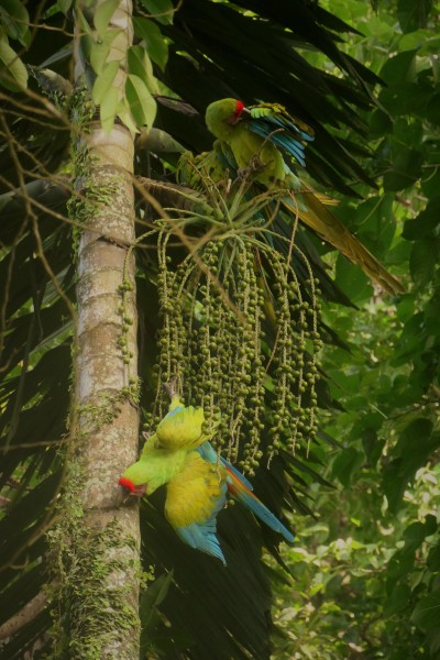 Great Green Macaw snacking