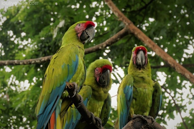 Great Green Macaw - Manzanillo, Costa Rica