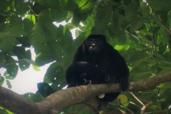 Howler Monkey Alpha Male