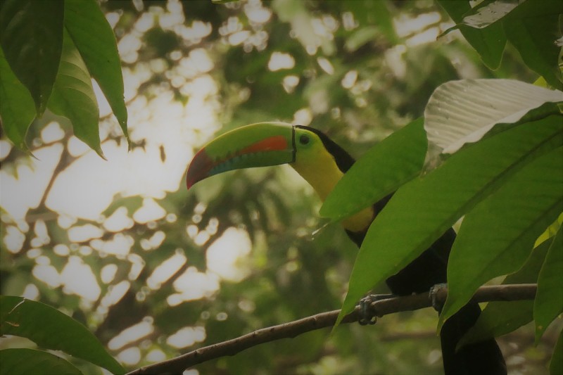 Keel Billed Toucan