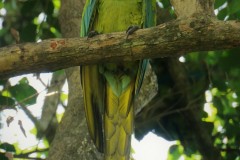 Little-Great-Green-Macaw