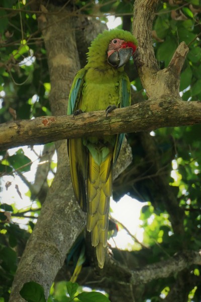 Little-Great-Green-Macaw