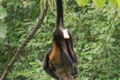 Male Howler Monkey