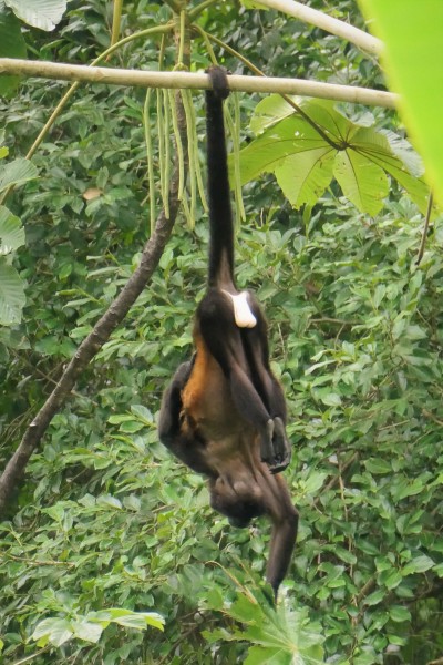 Male Howler Monkey