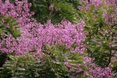 Mountain Almond flowers