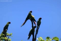 Great Green Macaw - Manzanillo, Costa Rica
