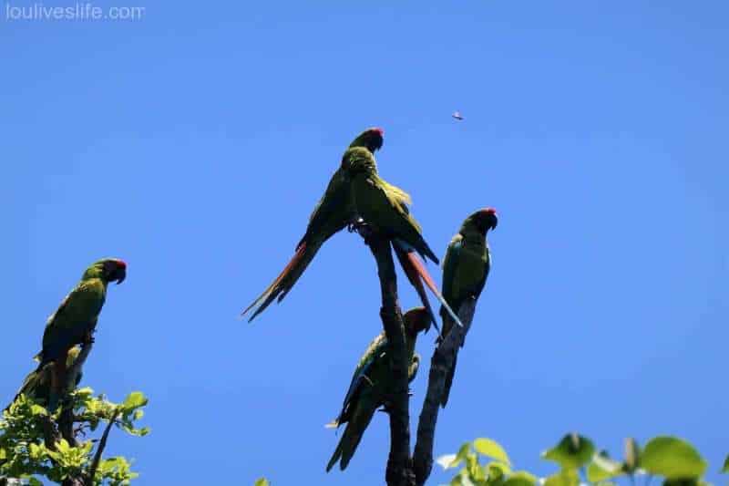 Great Green Macaw - Manzanillo, Costa Rica