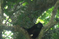 Mantled Howler Monkey- Manzanillo, Costa Rica