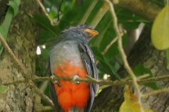 Slaty Tailed Trogan Female