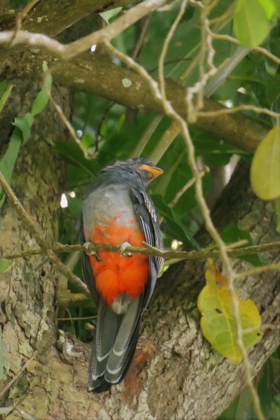 Slaty Tailed Trogan Female