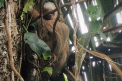 Hoffmans Two Toed Sloth - Manzanillo, Costa Rica