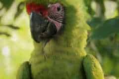 Great Green Macaw - Manzanillo, Costa Rica