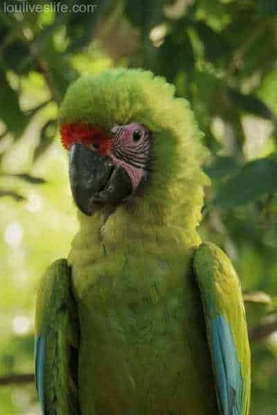 Great Green Macaw - Manzanillo, Costa Rica