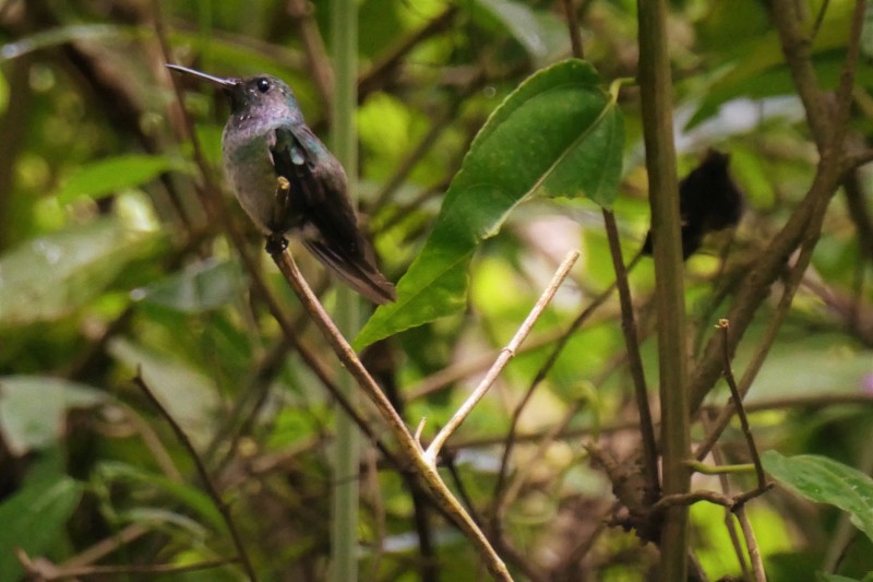 Unidentified Hummingbird - Manzanillo, Costa Rica