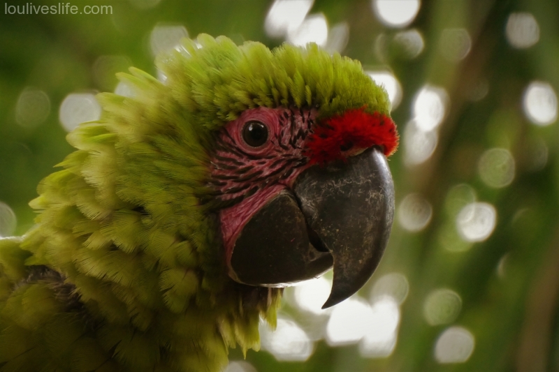 Baby Great Green Macaw - Manzanillo, Costa Rica