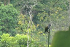 White Capped Pionus (Pionus senil)