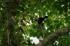 White Faced Capuchin - Manzanillo, Costa Rica