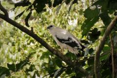 White Hawk - Manzanillo, Costa Rica