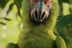 Great Green Macaw - Manzanillo, Costa Rica