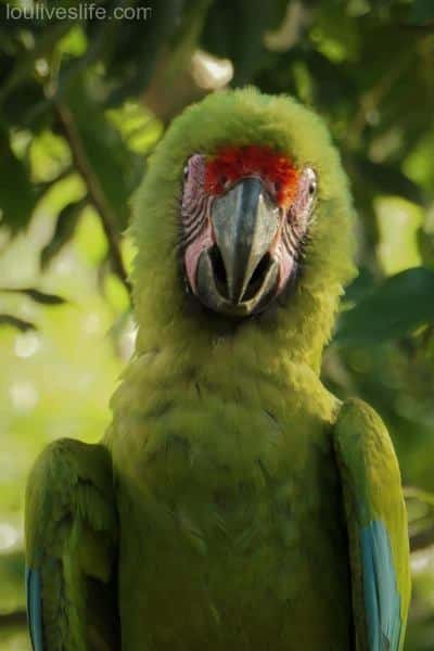 Great Green Macaw - Manzanillo, Costa Rica