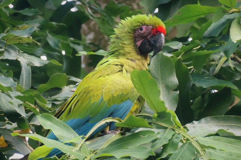 baby great green macaw