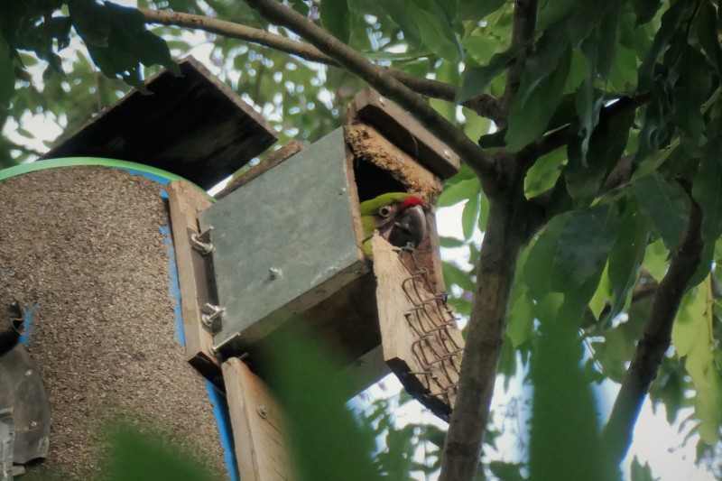 Great Green Macaw - Manzanillo, Costa Rica