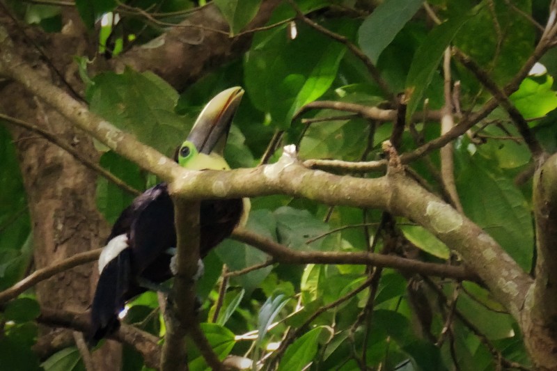 Baby Chestnut Mandibled Toucan - Manzanillo, Costa Rica