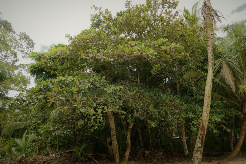 Beach Almond (Terminalia catappa) - Talamanca, Costa Rica