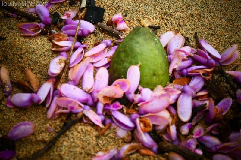 beach almond with mountain almond petals