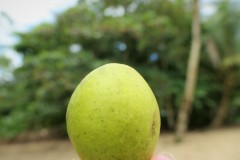 Terminalia catappa