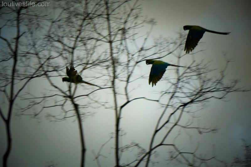 Great Green Macaw - Manzanillo, Costa Rica