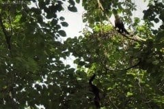 White Faced Capuchin - Manzanillo, Costa Rica