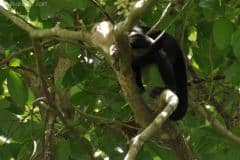 White Faced Capuchin - Manzanillo, Costa Rica