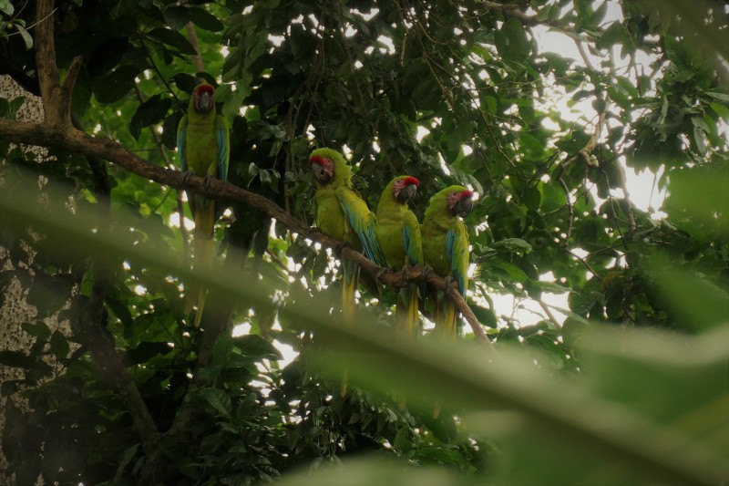 Great Green Macaw - Manzanillo, Costa Rica