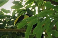 Chestnut Mandibled Toucan - Talamanca, Costa Rica